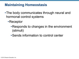 © 2012 Pearson Education, Inc.
Maintaining Homeostasis
•The body communicates through neural and
hormonal control systems
•Receptor
•Responds to changes in the environment
(stimuli)
•Sends information to control center
 