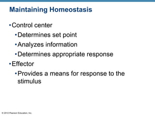 © 2012 Pearson Education, Inc.
Maintaining Homeostasis
•Control center
•Determines set point
•Analyzes information
•Determines appropriate response
•Effector
•Provides a means for response to the
stimulus
 