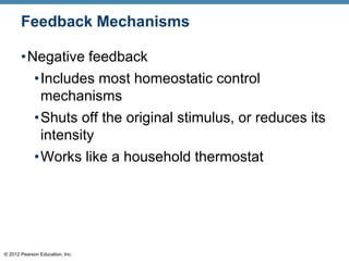 © 2012 Pearson Education, Inc.
Feedback Mechanisms
•Negative feedback
•Includes most homeostatic control
mechanisms
•Shuts off the original stimulus, or reduces its
intensity
•Works like a household thermostat
 