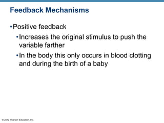 © 2012 Pearson Education, Inc.
Feedback Mechanisms
•Positive feedback
•Increases the original stimulus to push the
variable farther
•In the body this only occurs in blood clotting
and during the birth of a baby
 