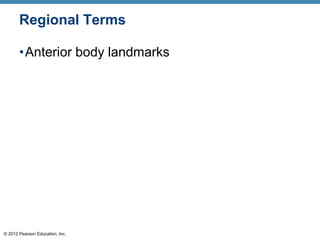 © 2012 Pearson Education, Inc.
Regional Terms
•Anterior body landmarks
 