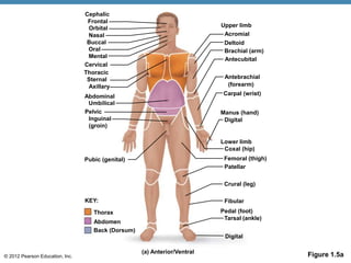 © 2012 Pearson Education, Inc.
Cervical
Umbilical
Pubic (genital)
Pelvic
Inguinal
(groin)
(a) Anterior/Ventral
KEY:
Deltoid
Digital
Lower limb
Coxal (hip)
Patellar
Fibular
Pedal (foot)
Digital
Upper limb
Acromial
Brachial (arm)
Antecubital
Antebrachial
Carpal (wrist)
Manus (hand)
Crural (leg)
Tarsal (ankle)
Femoral (thigh)
Cephalic
Frontal
Orbital
Nasal
Buccal
Oral
Mental
Thorax
Abdomen
Back (Dorsum)
Thoracic
Sternal
Axillary
Abdominal
(forearm)
Figure 1.5a
 