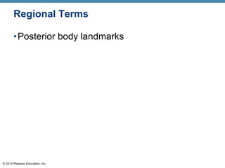 © 2012 Pearson Education, Inc.
Regional Terms
•Posterior body landmarks
 