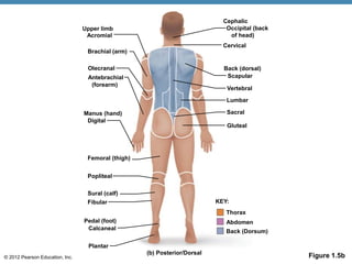 © 2012 Pearson Education, Inc. Figure 1.5b
(b) Posterior/Dorsal
Gluteal
Sacral
Lumbar
Vertebral
Back (dorsal)
Scapular
Cervical
Cephalic
Occipital (back
of head)
Acromial
Brachial (arm)
Olecranal
Antebrachial
Manus (hand)
Digital
Femoral (thigh)
Popliteal
Sural (calf)
Fibular
Pedal (foot)
Calcaneal
Plantar
Upper limb
KEY:
Thorax
Abdomen
Back (Dorsum)
(forearm)
 