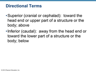 © 2012 Pearson Education, Inc.
Directional Terms
•Superior (cranial or cephalad): toward the
head end or upper part of a structure or the
body; above
•Inferior (caudal): away from the head end or
toward the lower part of a structure or the
body; below
 