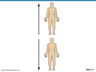 © 2012 Pearson Education, Inc. Table 1.1
 