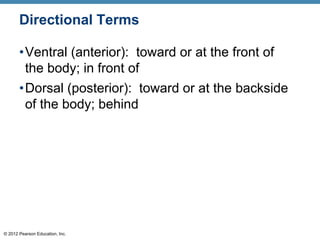 © 2012 Pearson Education, Inc.
Directional Terms
•Ventral (anterior): toward or at the front of
the body; in front of
•Dorsal (posterior): toward or at the backside
of the body; behind
 