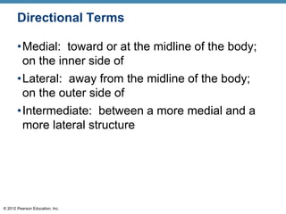 © 2012 Pearson Education, Inc.
Directional Terms
•Medial: toward or at the midline of the body;
on the inner side of
•Lateral: away from the midline of the body;
on the outer side of
•Intermediate: between a more medial and a
more lateral structure
 