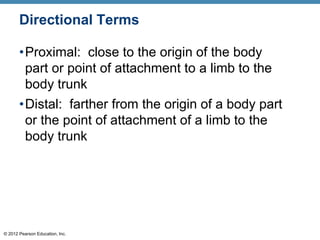 © 2012 Pearson Education, Inc.
Directional Terms
•Proximal: close to the origin of the body
part or point of attachment to a limb to the
body trunk
•Distal: farther from the origin of a body part
or the point of attachment of a limb to the
body trunk
 