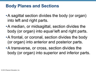 © 2012 Pearson Education, Inc.
Body Planes and Sections
•A sagittal section divides the body (or organ)
into left and right parts.
•A median, or midsagittal, section divides the
body (or organ) into equal left and right parts.
•A frontal, or coronal, section divides the body
(or organ) into anterior and posterior parts.
•A transverse, or cross, section divides the
body (or organ) into superior and inferior parts.
 