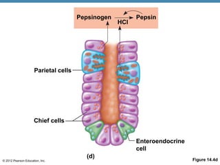 © 2012 Pearson Education, Inc. Figure 14.4d
Pepsinogen Pepsin
HCl
Parietal cells
Chief cells
Enteroendocrine
cell
(d)
 