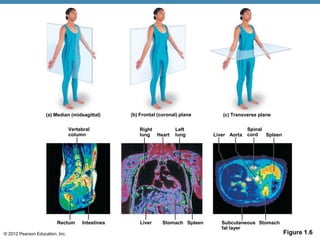 © 2012 Pearson Education, Inc.
(a) Median (midsagittal)
Vertebral
column
(b) Frontal (coronal) plane
Right
lung Heart
Left
lung
(c) Transverse plane
Liver Aorta Spleen
Spinal
cord
Rectum Intestines Liver Stomach Spleen Subcutaneous
fat layer
Stomach
Figure 1.6
 