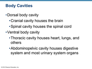 © 2012 Pearson Education, Inc.
Body Cavities
•Dorsal body cavity
•Cranial cavity houses the brain
•Spinal cavity houses the spinal cord
•Ventral body cavity
•Thoracic cavity houses heart, lungs, and
others
•Abdominopelvic cavity houses digestive
system and most urinary system organs
 