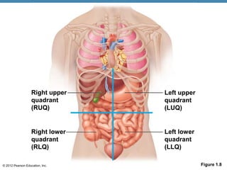 © 2012 Pearson Education, Inc.
Right upper
quadrant
(RUQ)
Right lower
quadrant
(RLQ)
Left upper
quadrant
(LUQ)
Left lower
quadrant
(LLQ)
Figure 1.8
 