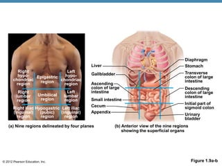 © 2012 Pearson Education, Inc. Figure 1.9a-b
Right
hypo-
chondriac
region
Epigastric
region
Right
lumbar
region
Umbilical
region
Right iliac
(inguinal)
region
Hypogastric
(pubic)
region
Left iliac
(inguinal)
region
Left
lumbar
region
Left
hypo-
chondriac
region
(a) Nine regions delineated by four planes (b) Anterior view of the nine regions
showing the superficial organs
Liver
Gallbladder
Ascending
colon of large
intestine
Small intestine
Cecum
Appendix
Diaphragm
Stomach
Transverse
colon of large
intestine
Descending
colon of large
intestine
Initial part of
sigmoid colon
Urinary
bladder
 