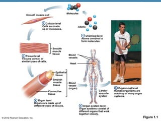 © 2012 Pearson Education, Inc. Figure 1.1
Organismal level
Human organisms are
made up of many organ
systems.
Organ system level
Organ systems consist of
different organs that work
together closely.
Organ level
Organs are made up of
different types of tissues.
Chemical level
Atoms combine to
form molecules.
Smooth muscle cell
Cellular level
Cells are made
up of molecules.
Molecules
2
Atoms
1
Tissue level
Tissues consist of
similar types of cells.
3
Smooth
muscle
tissue
Epithelial
tissue
Smooth
muscle
tissue
Connective
tissue
Blood
vessel
(organ)
4
5
Cardio–
vascular
system
6
Blood
vessels
Heart
 