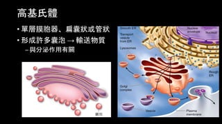 Ch01_2 細胞的構造 | PPT