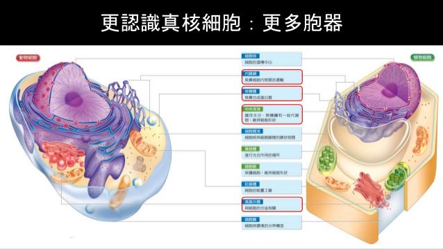 Ch01 2 細胞的構造 Ch01 2 細胞的構造