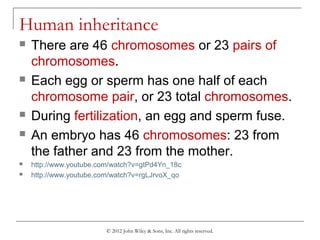 © 2012 John Wiley & Sons, Inc. All rights reserved.
Human inheritance
 There are 46 chromosomes or 23 pairs of
chromosomes.
 Each egg or sperm has one half of each
chromosome pair, or 23 total chromosomes.
 During fertilization, an egg and sperm fuse.
 An embryo has 46 chromosomes: 23 from
the father and 23 from the mother.
 http://www.youtube.com/watch?v=gtPd4Yn_18c
 http://www.youtube.com/watch?v=rgLJrvoX_qo
 