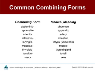 Common Combining Forms

        Combining Form                                        Medical Meaning
                 abdomin/o-                                           abdomen
                 append/o-                                            appendix
                    arteri/o-                                           artery
                  intestin/o-                                         intestine
                   laryng/o-                                     larynx (voice box)
                  muscul/o-                                            muscle
                  thyroid/o-                                        thyroid gland
                   tonsill/o-                                           tonsil
                     veno-                                               vein


Florida State College of Jacksonville | Professor: Michael L. Whitchurch, MHS    Copyright ©2011 All rights reserved.
 