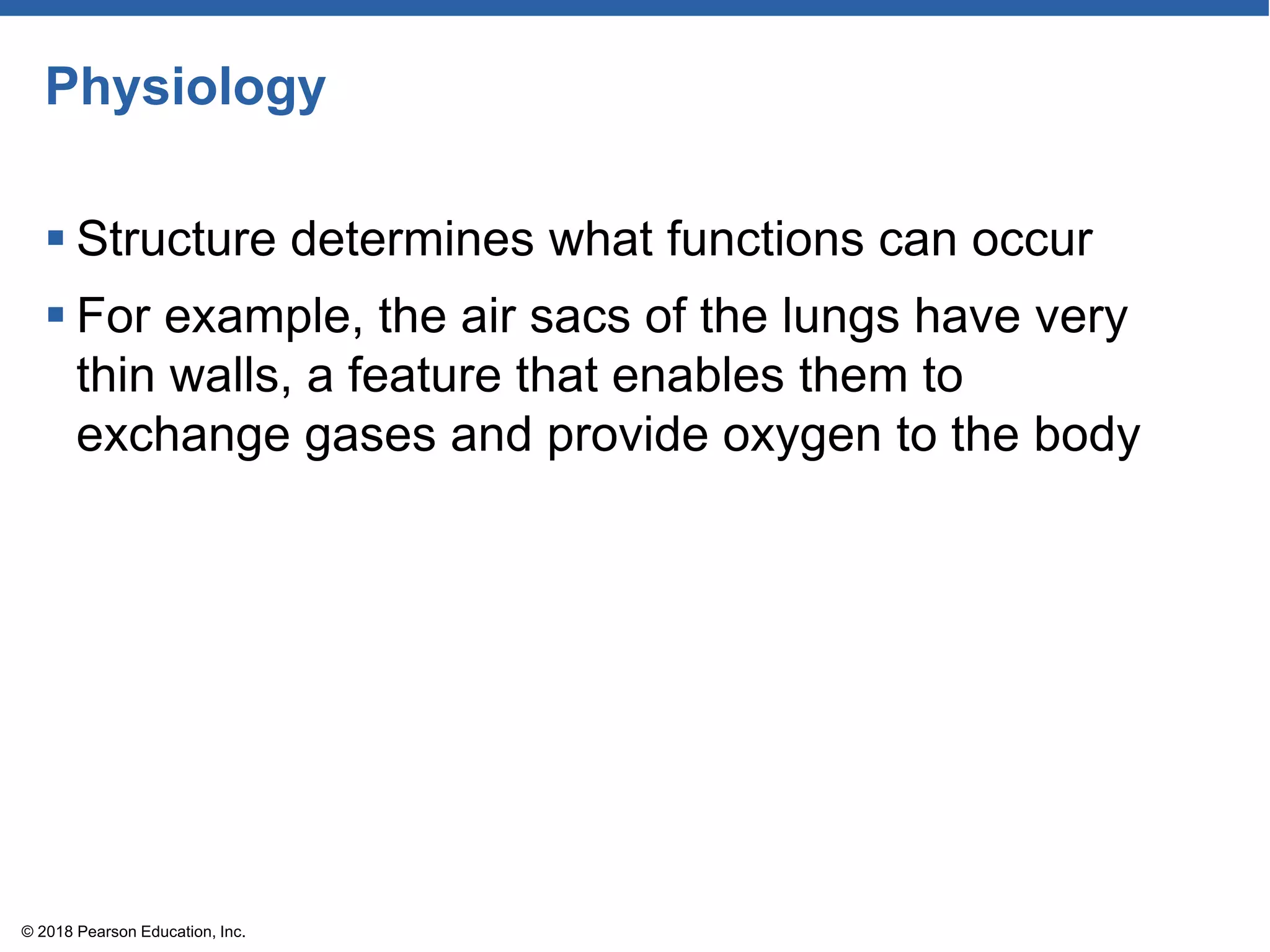 Physiology
 Structure determines what functions can occur
 For example, the air sacs of the lungs have very
thin walls, a feature that enables them to
exchange gases and provide oxygen to the body
© 2018 Pearson Education, Inc.
 