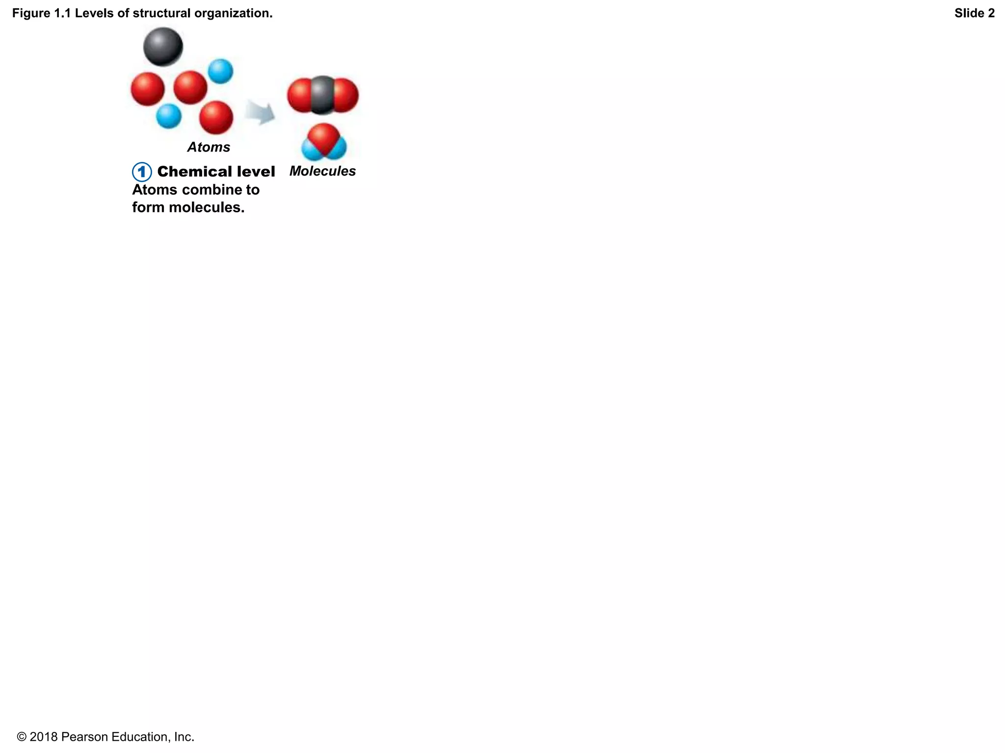 Figure 1.1 Levels of structural organization.
Atoms
Molecules
Chemical level
Atoms combine to
form molecules.
Slide 2
1
© 2018 Pearson Education, Inc.
 