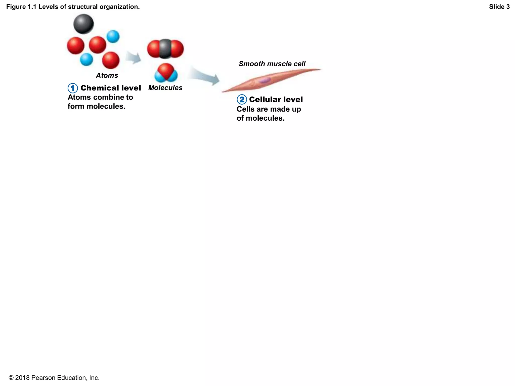 Figure 1.1 Levels of structural organization.
Atoms
Molecules
Smooth muscle cell
Chemical level
Cellular level
Atoms combine to
form molecules. Cells are made up
of molecules.
2
Slide 3
2
1
© 2018 Pearson Education, Inc.
 