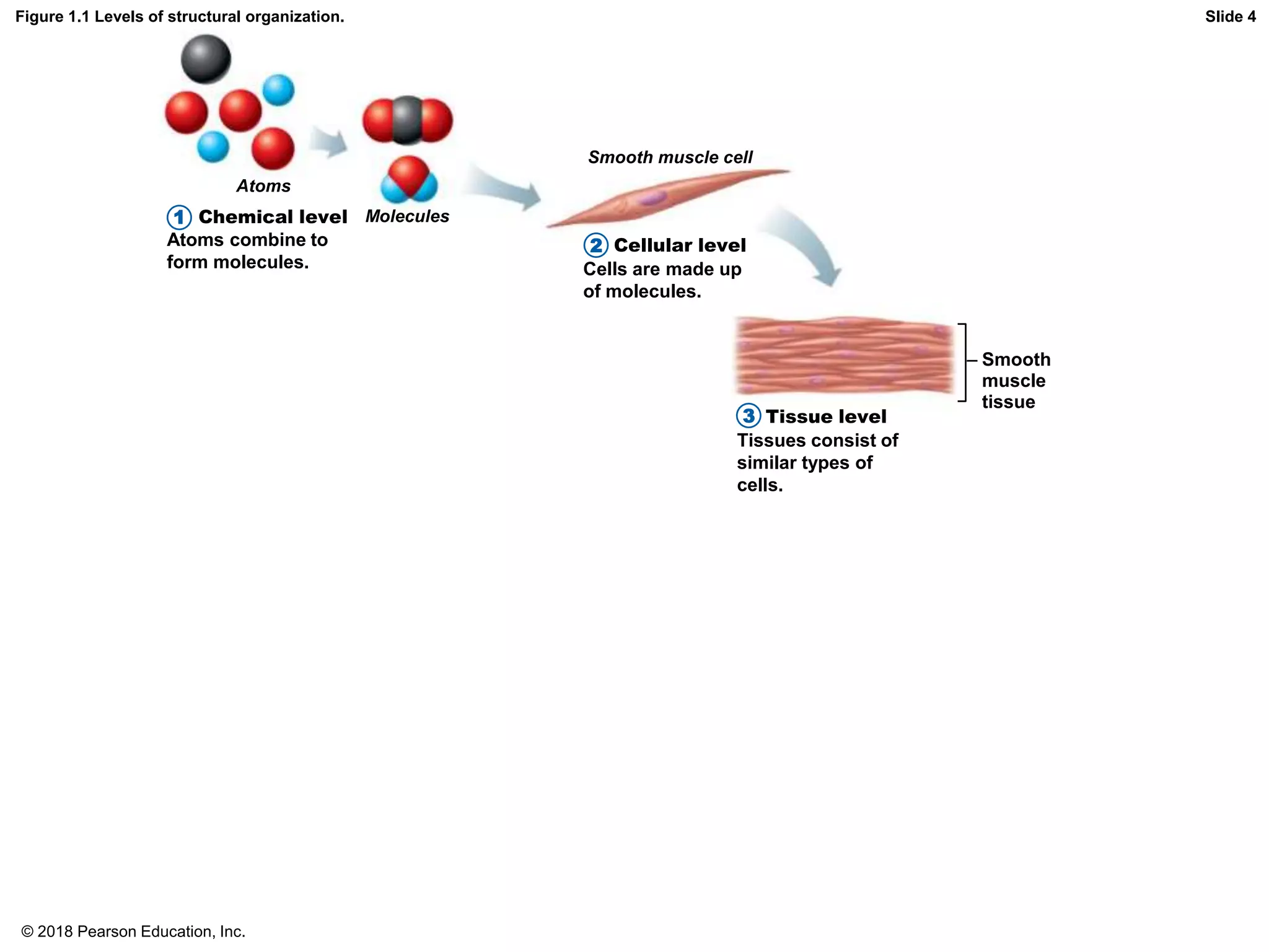 Figure 1.1 Levels of structural organization.
Atoms
Molecules
Smooth muscle cell
Chemical level
Cellular level
Atoms combine to
form molecules. Cells are made up
of molecules.
Tissue level
Tissues consist of
similar types of
cells.
Smooth
muscle
tissue
Slide 4
1
2
3
© 2018 Pearson Education, Inc.
 