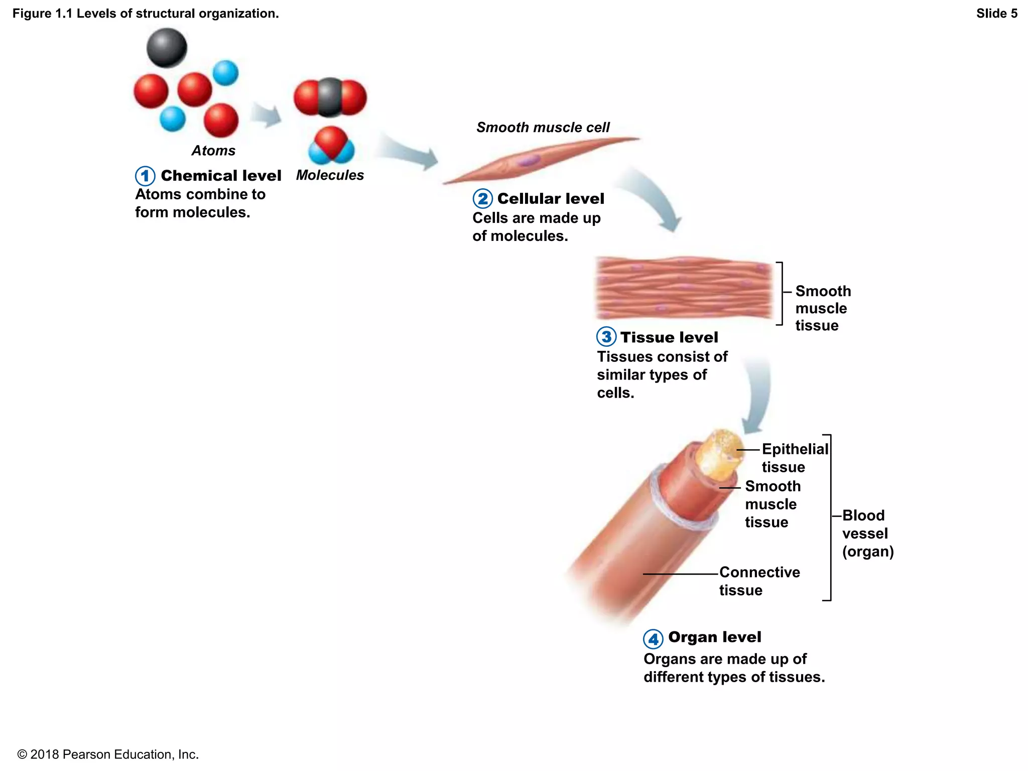 Figure 1.1 Levels of structural organization.
Atoms
Molecules
Smooth muscle cell
Chemical level
Cellular level
Atoms combine to
form molecules. Cells are made up
of molecules.
Tissue level
Tissues consist of
similar types of
cells.
Smooth
muscle
tissue
Epithelial
tissue
Smooth
muscle
tissue
Connective
tissue
Blood
vessel
(organ)
Slide 5
1
2
3
4
Organs are made up of
different types of tissues.
Organ level
© 2018 Pearson Education, Inc.
 