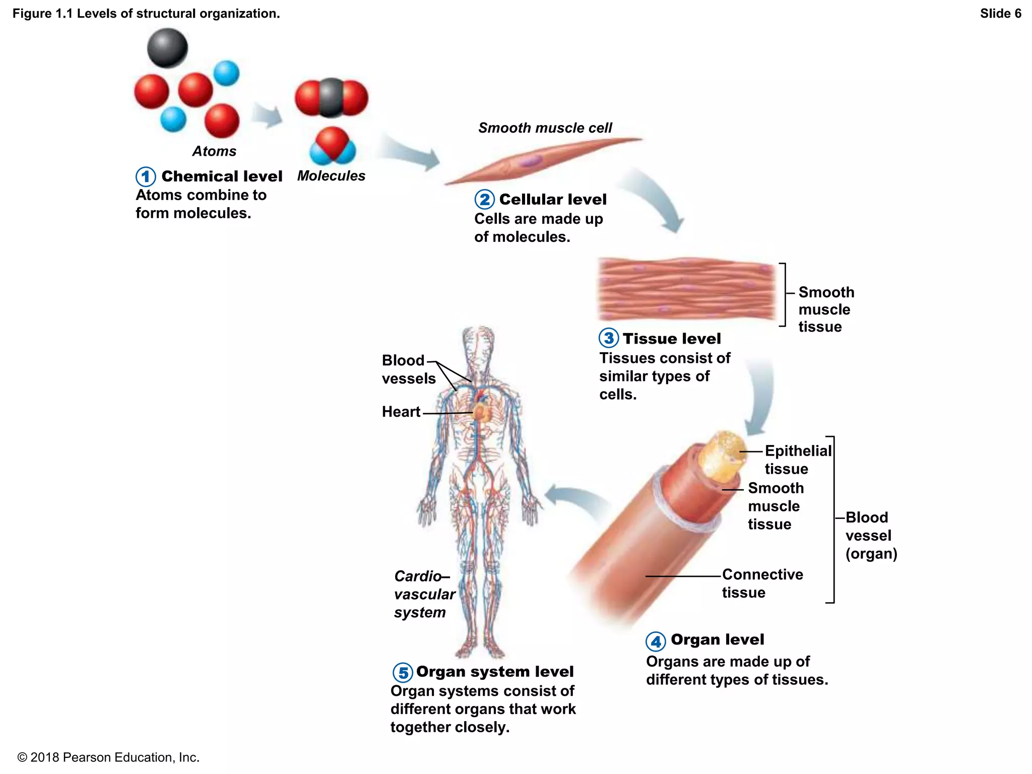 Figure 1.1 Levels of structural organization.
Atoms
Molecules
Smooth muscle cell
Chemical level
Cellular level
Atoms combine to
form molecules. Cells are made up
of molecules.
Tissue level
Tissues consist of
similar types of
cells.
Smooth
muscle
tissue
Blood
vessels
Heart
Cardio–
vascular
system
Epithelial
tissue
Smooth
muscle
tissue
Connective
tissue
Blood
vessel
(organ)
Slide 6
1
2
3
4
Organs are made up of
different types of tissues.
Organ level
5
Organ systems consist of
different organs that work
together closely.
Organ system level
© 2018 Pearson Education, Inc.
 