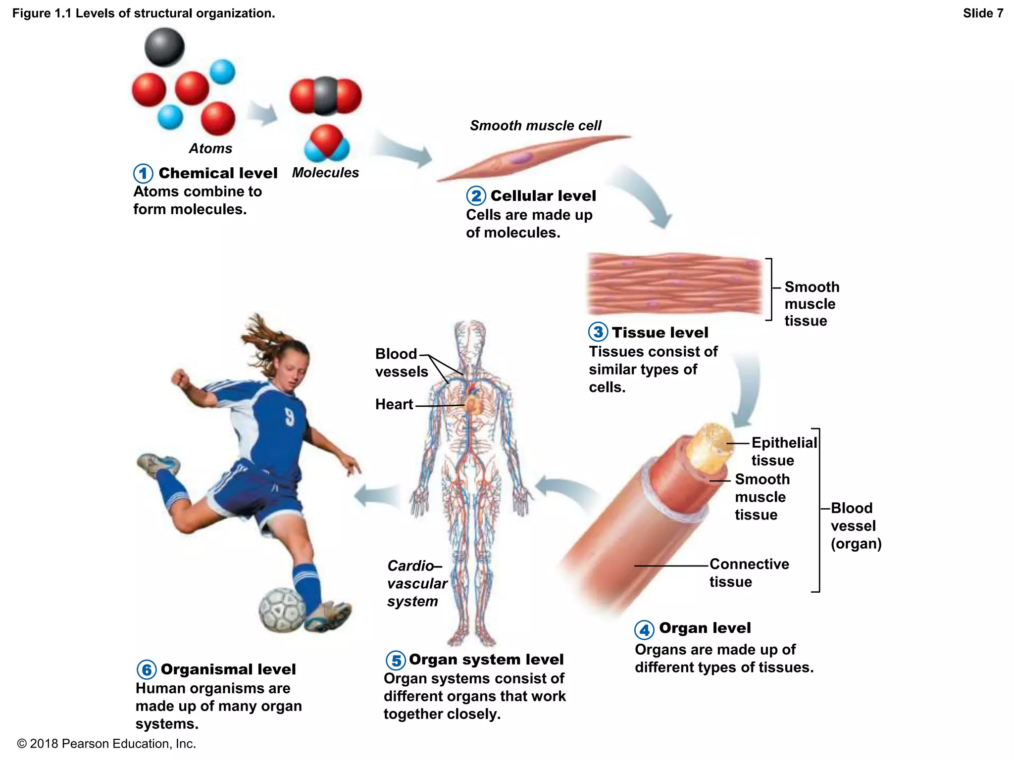 Figure 1.1 Levels of structural organization. Slide 7
Atoms
Molecules
Smooth muscle cell
Chemical level
Cellular level
Atoms combine to
form molecules. Cells are made up
of molecules.
1
2
Tissue level
Tissues consist of
similar types of
cells.
3
4
5
6
Smooth
muscle
tissue
Blood
vessels
Heart
Cardio–
vascular
system
Epithelial
tissue
Smooth
muscle
tissue
Connective
tissue
Blood
vessel
(organ)
Organs are made up of
different types of tissues.
Organ level
Organ systems consist of
different organs that work
together closely.
Organ system level
Human organisms are
made up of many organ
systems.
Organismal level
© 2018 Pearson Education, Inc.
 