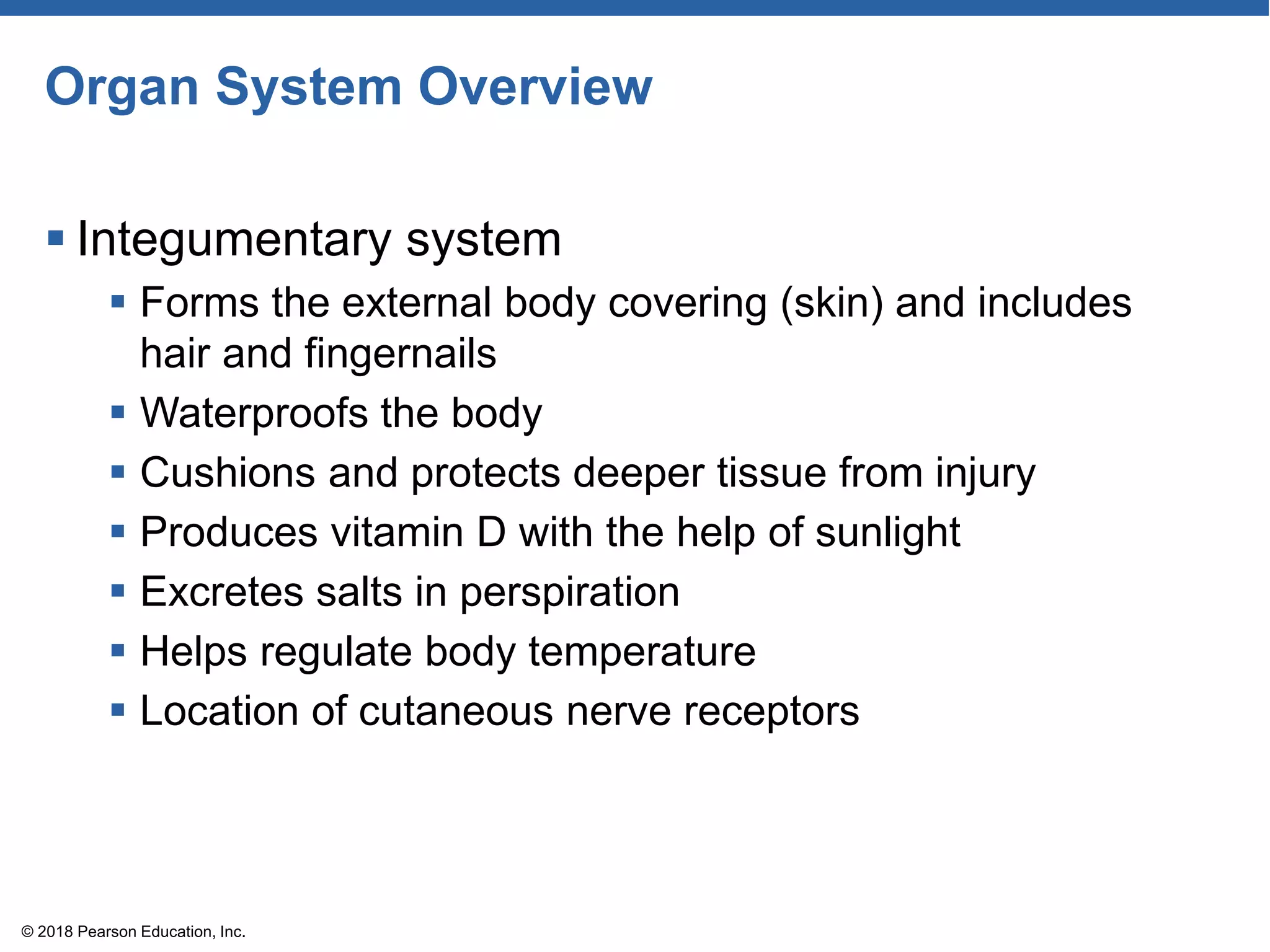 Organ System Overview
 Integumentary system
 Forms the external body covering (skin) and includes
hair and fingernails
 Waterproofs the body
 Cushions and protects deeper tissue from injury
 Produces vitamin D with the help of sunlight
 Excretes salts in perspiration
 Helps regulate body temperature
 Location of cutaneous nerve receptors
© 2018 Pearson Education, Inc.
 