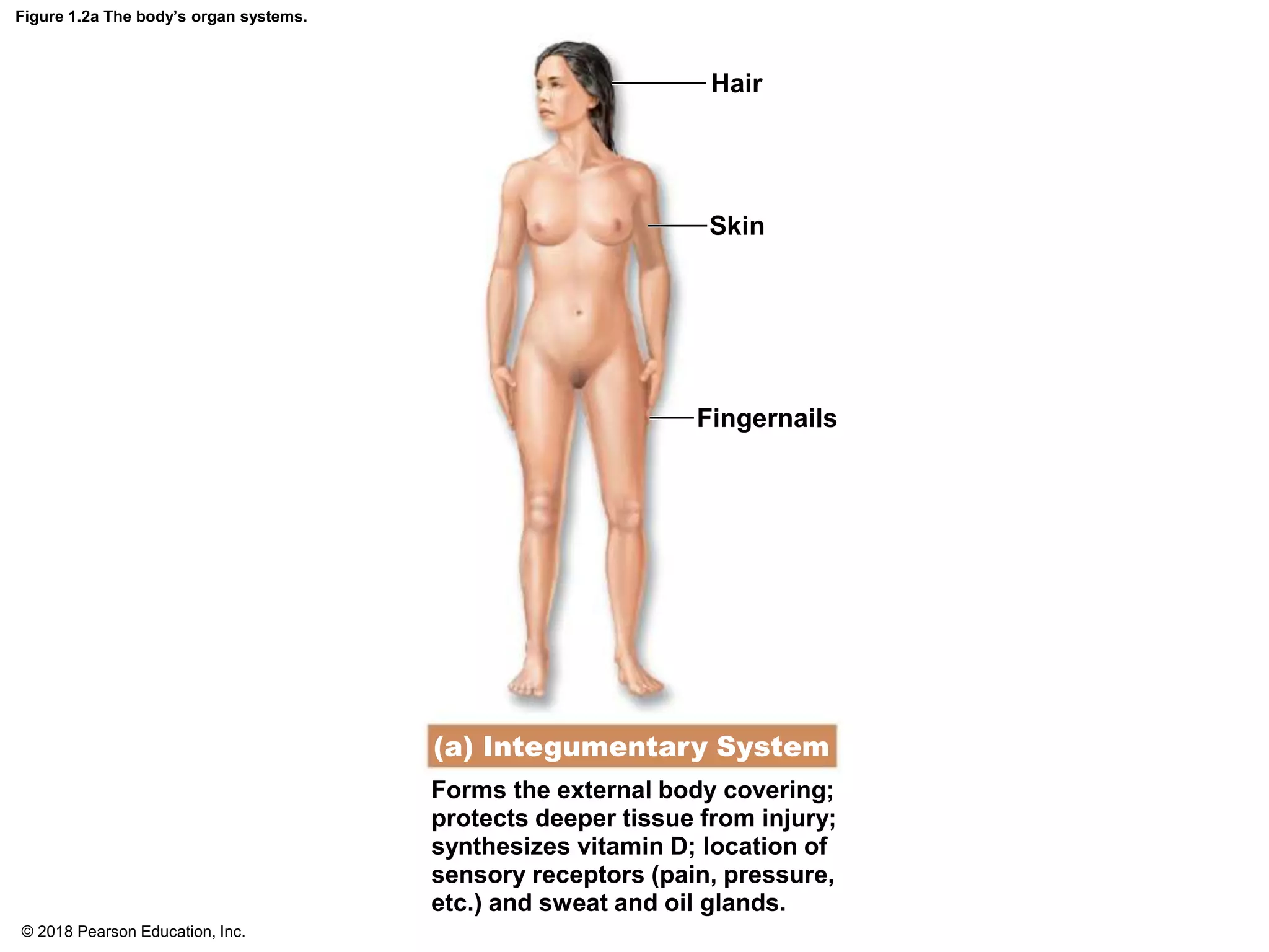 Figure 1.2a The body’s organ systems.
Hair
Skin
Fingernails
Forms the external body covering;
protects deeper tissue from injury;
synthesizes vitamin D; location of
sensory receptors (pain, pressure,
etc.) and sweat and oil glands.
(a) Integumentary System
© 2018 Pearson Education, Inc.
 