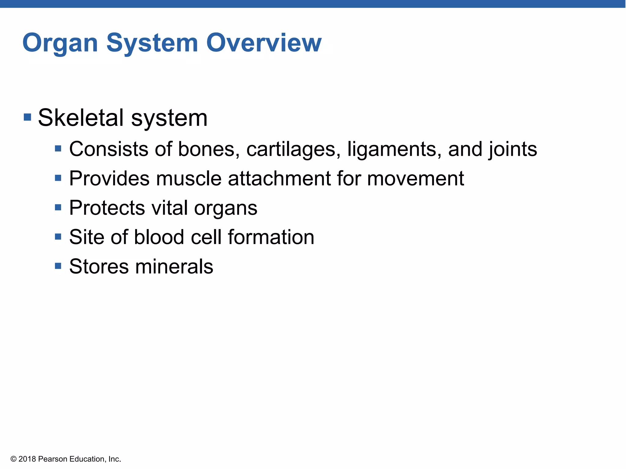 Organ System Overview
 Skeletal system
 Consists of bones, cartilages, ligaments, and joints
 Provides muscle attachment for movement
 Protects vital organs
 Site of blood cell formation
 Stores minerals
© 2018 Pearson Education, Inc.
 