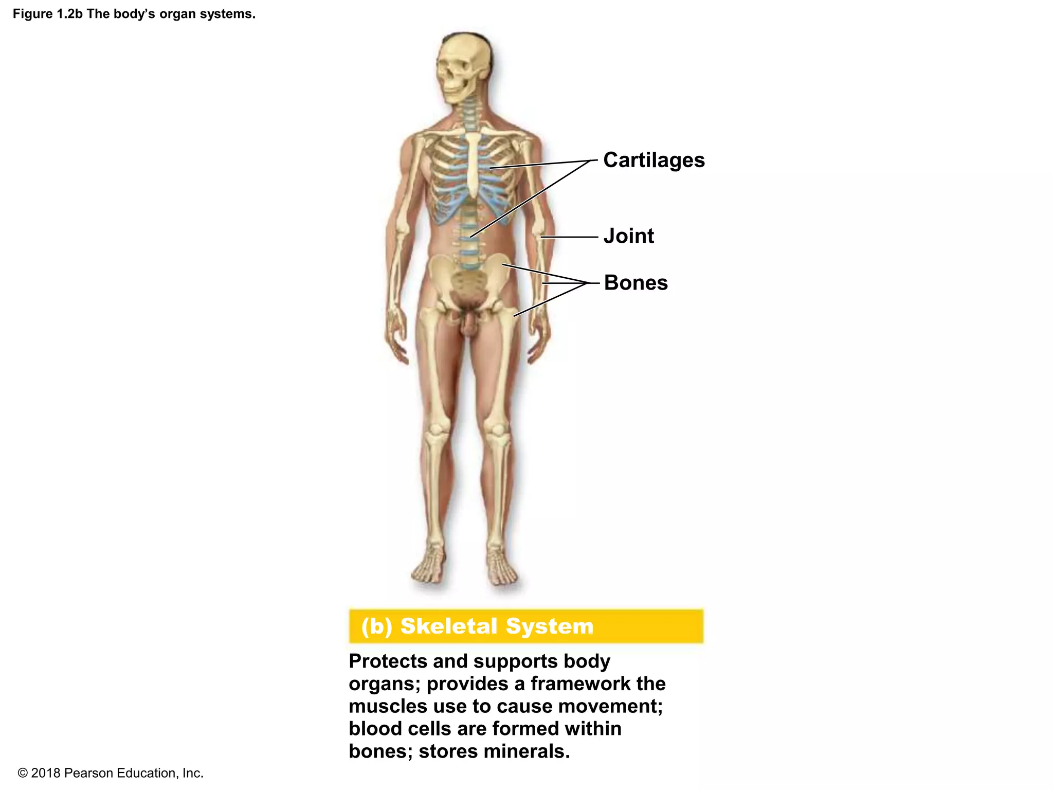 Figure 1.2b The body’s organ systems.
Cartilages
Joint
Bones
Protects and supports body
organs; provides a framework the
muscles use to cause movement;
blood cells are formed within
bones; stores minerals.
(b) Skeletal System
© 2018 Pearson Education, Inc.
 