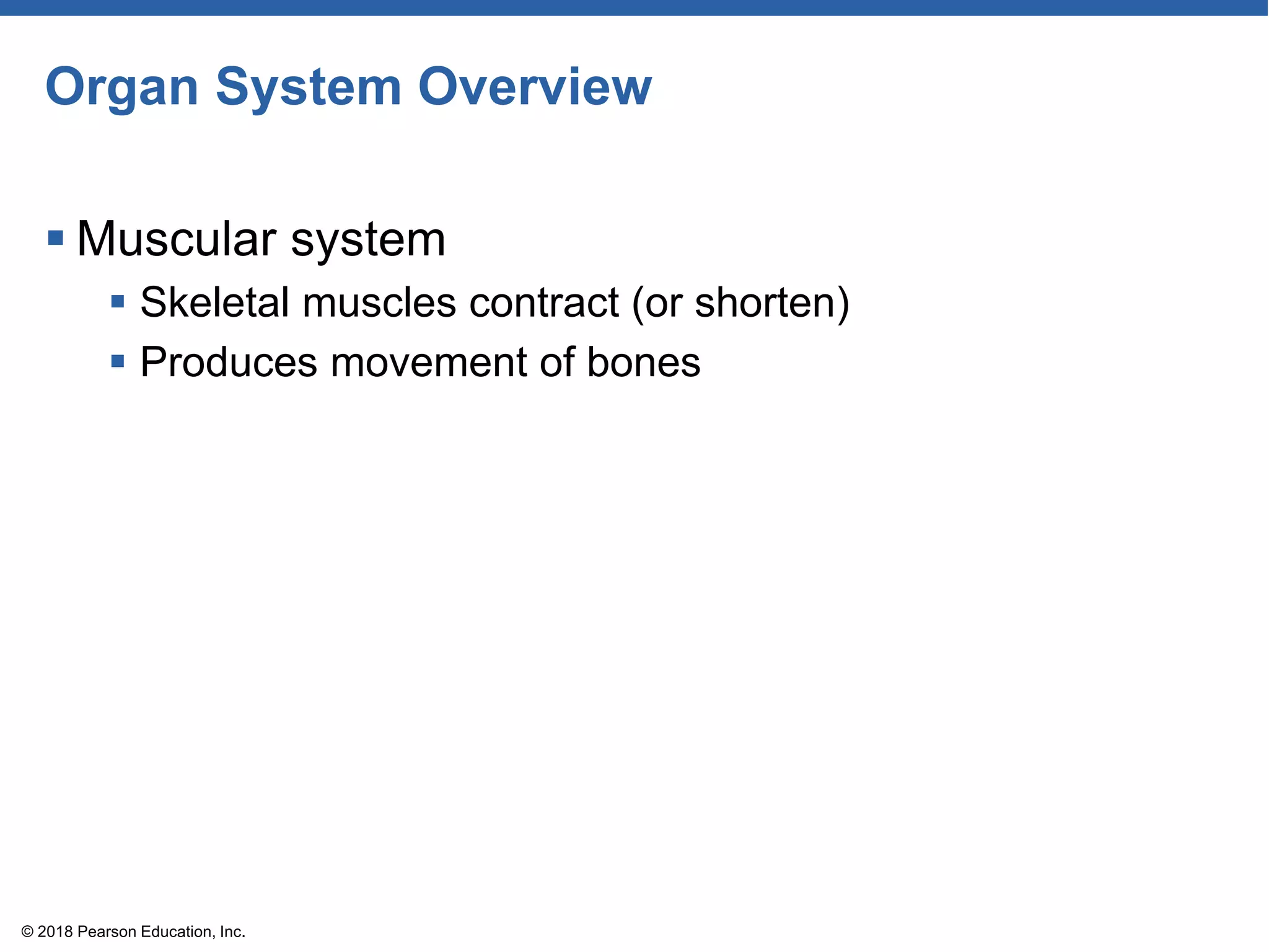 Organ System Overview
 Muscular system
 Skeletal muscles contract (or shorten)
 Produces movement of bones
© 2018 Pearson Education, Inc.
 