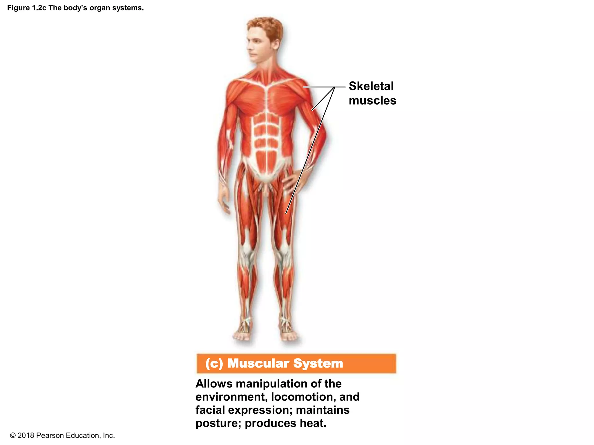 Figure 1.2c The body’s organ systems.
Skeletal
muscles
(c) Muscular System
Allows manipulation of the
environment, locomotion, and
facial expression; maintains
posture; produces heat.
© 2018 Pearson Education, Inc.
 