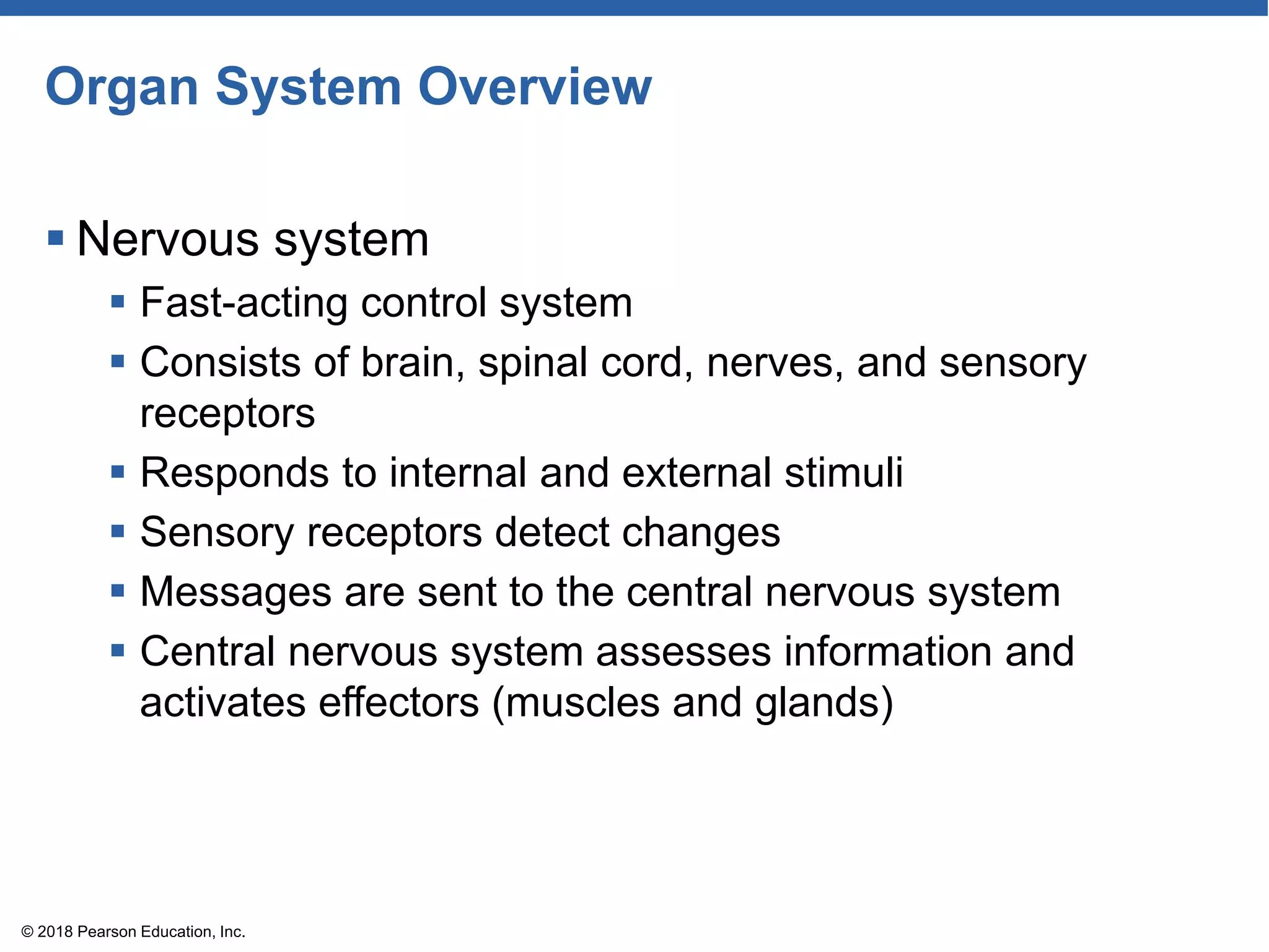 Organ System Overview
 Nervous system
 Fast-acting control system
 Consists of brain, spinal cord, nerves, and sensory
receptors
 Responds to internal and external stimuli
 Sensory receptors detect changes
 Messages are sent to the central nervous system
 Central nervous system assesses information and
activates effectors (muscles and glands)
© 2018 Pearson Education, Inc.
 