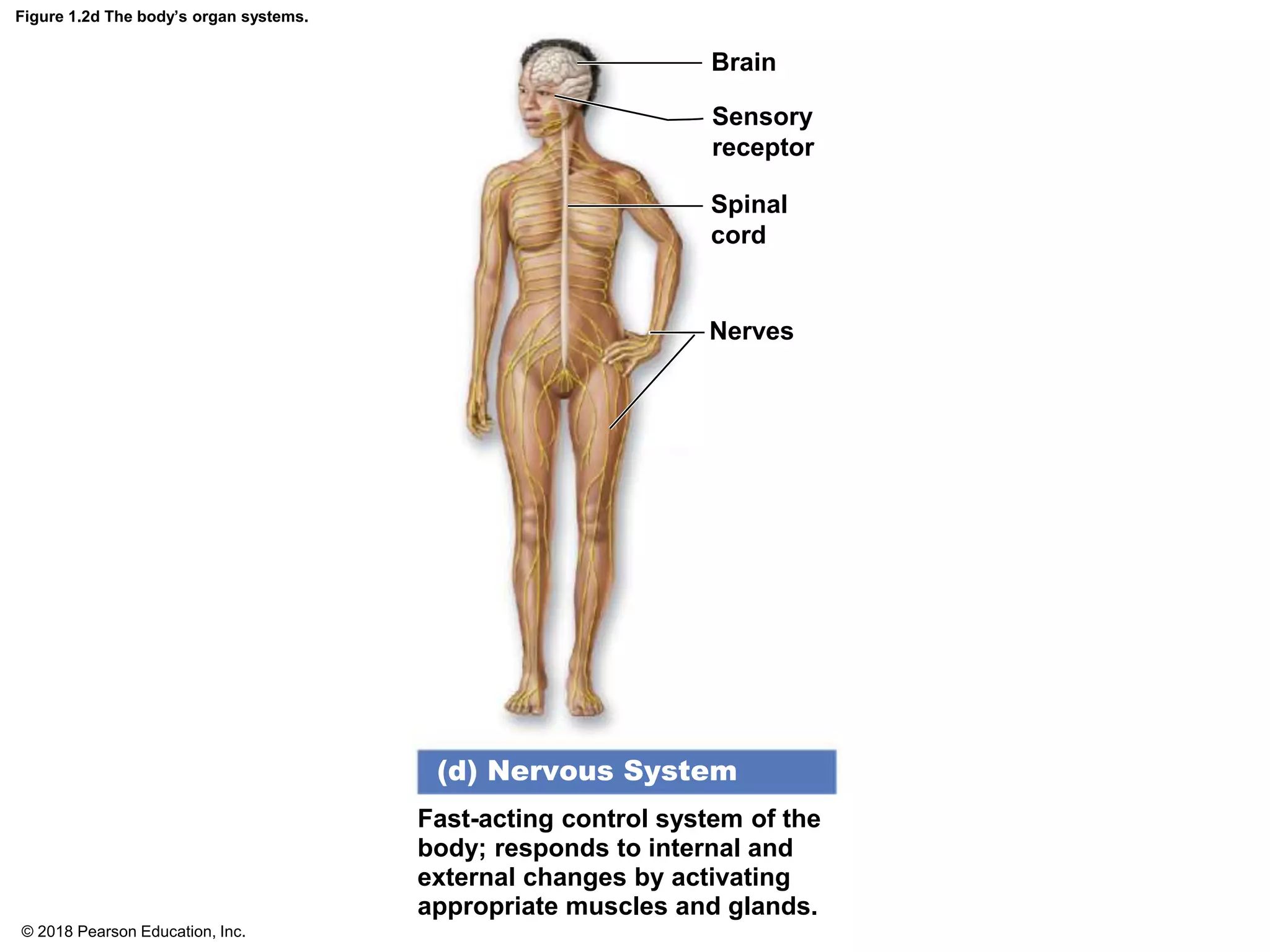 Figure 1.2d The body’s organ systems.
Brain
Sensory
receptor
Spinal
cord
Nerves
(d) Nervous System
Fast-acting control system of the
body; responds to internal and
external changes by activating
appropriate muscles and glands.
© 2018 Pearson Education, Inc.
 