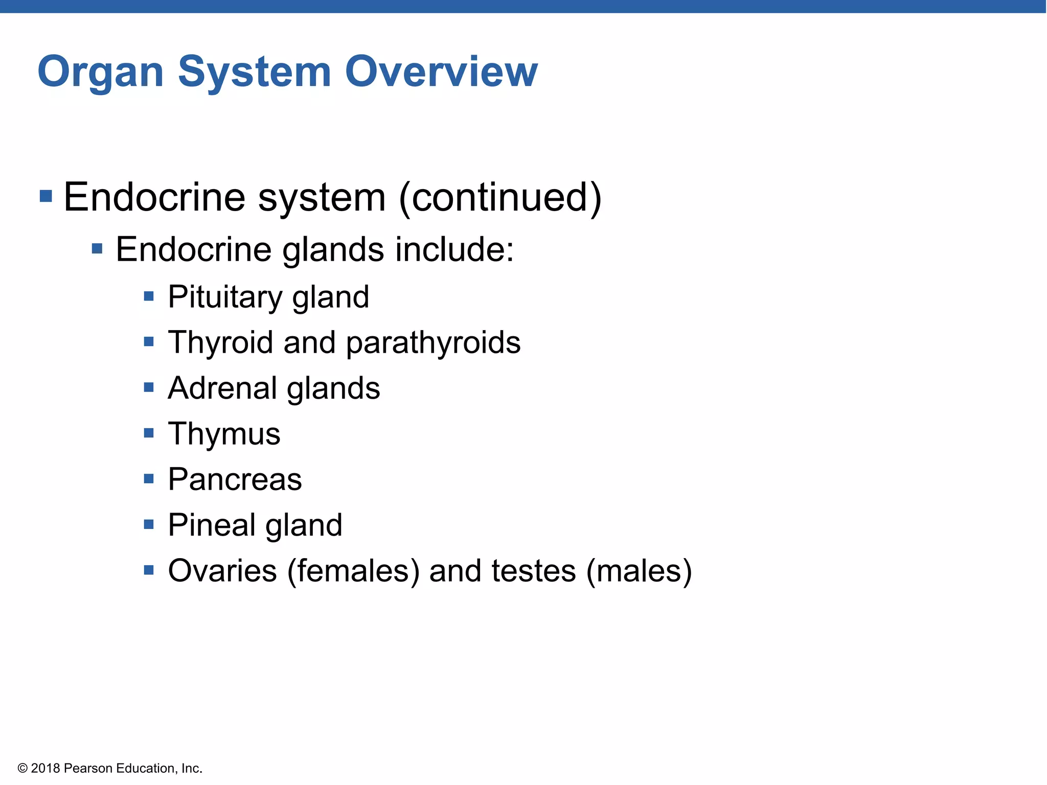 Organ System Overview
 Endocrine system (continued)
 Endocrine glands include:
 Pituitary gland
 Thyroid and parathyroids
 Adrenal glands
 Thymus
 Pancreas
 Pineal gland
 Ovaries (females) and testes (males)
© 2018 Pearson Education, Inc.
 
