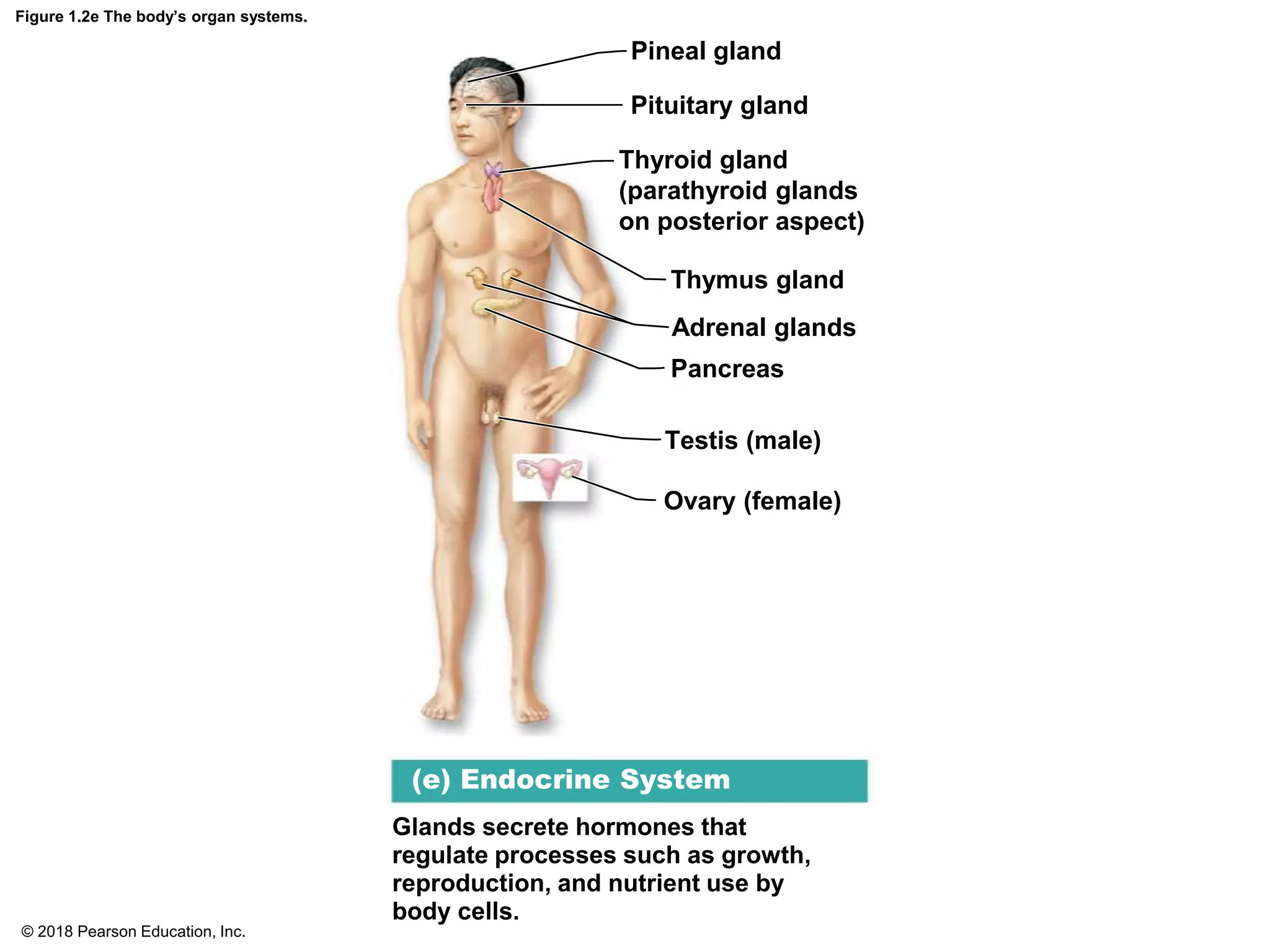 Figure 1.2e The body’s organ systems.
Pineal gland
Pituitary gland
Thyroid gland
(parathyroid glands
on posterior aspect)
Thymus gland
Adrenal glands
Pancreas
Testis (male)
Ovary (female)
Glands secrete hormones that
regulate processes such as growth,
reproduction, and nutrient use by
body cells.
(e) Endocrine System
© 2018 Pearson Education, Inc.
 