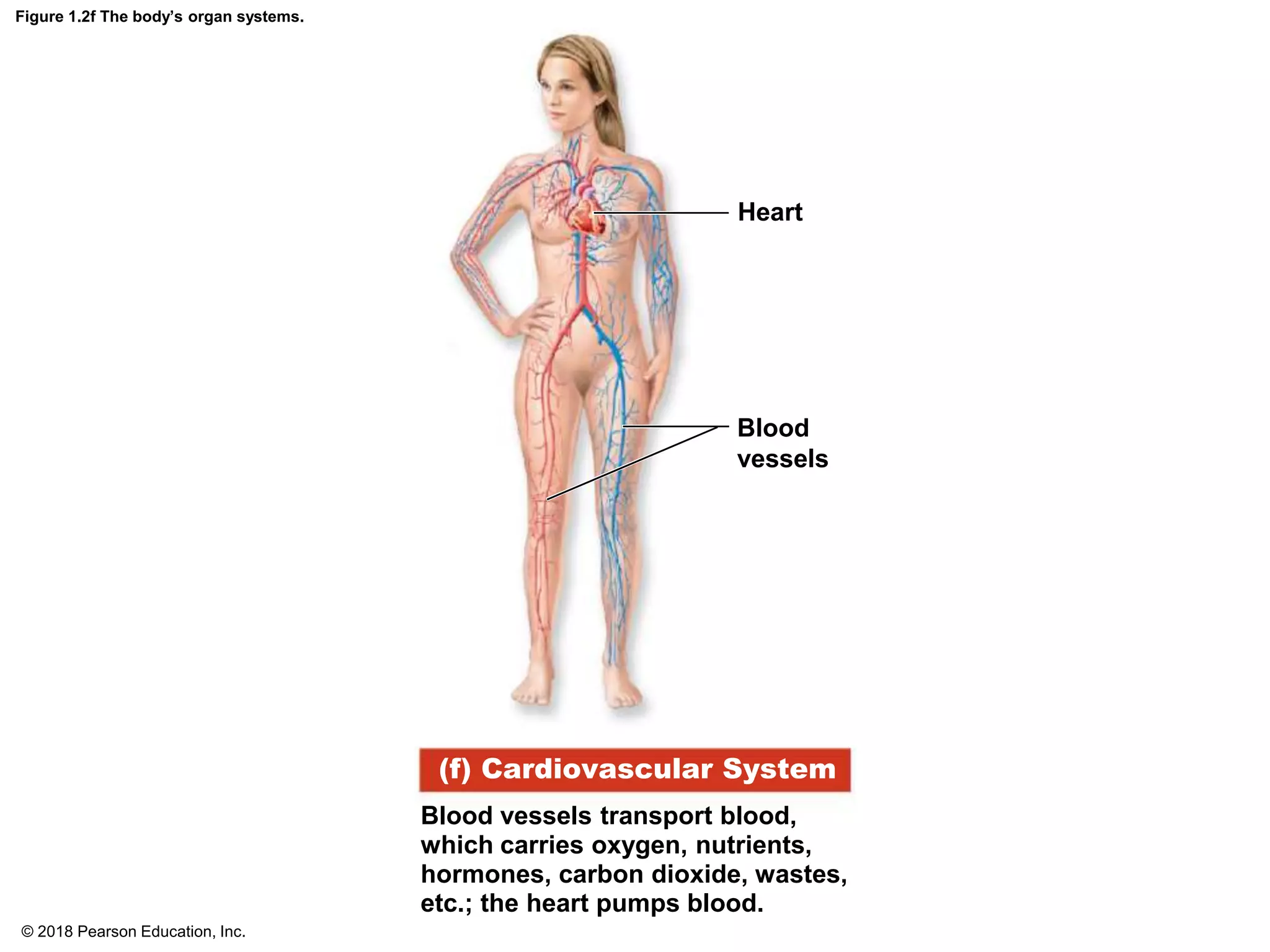 Figure 1.2f The body’s organ systems.
Heart
Blood
vessels
Blood vessels transport blood,
which carries oxygen, nutrients,
hormones, carbon dioxide, wastes,
etc.; the heart pumps blood.
(f) Cardiovascular System
© 2018 Pearson Education, Inc.
 