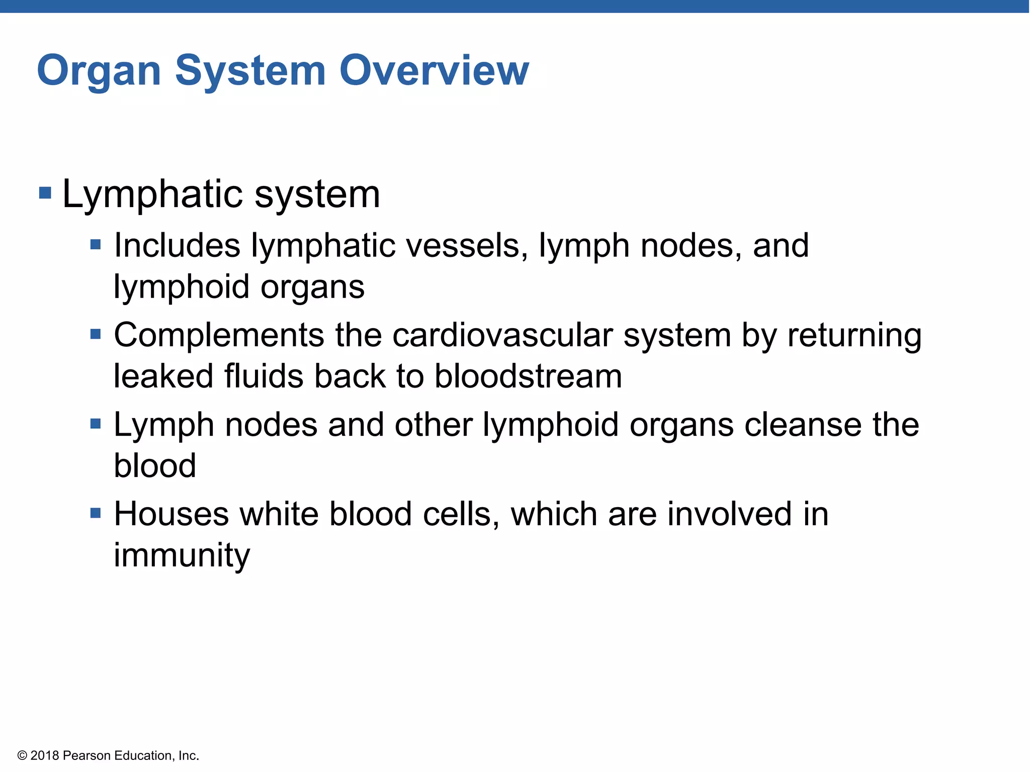 Organ System Overview
 Lymphatic system
 Includes lymphatic vessels, lymph nodes, and
lymphoid organs
 Complements the cardiovascular system by returning
leaked fluids back to bloodstream
 Lymph nodes and other lymphoid organs cleanse the
blood
 Houses white blood cells, which are involved in
immunity
© 2018 Pearson Education, Inc.
 
