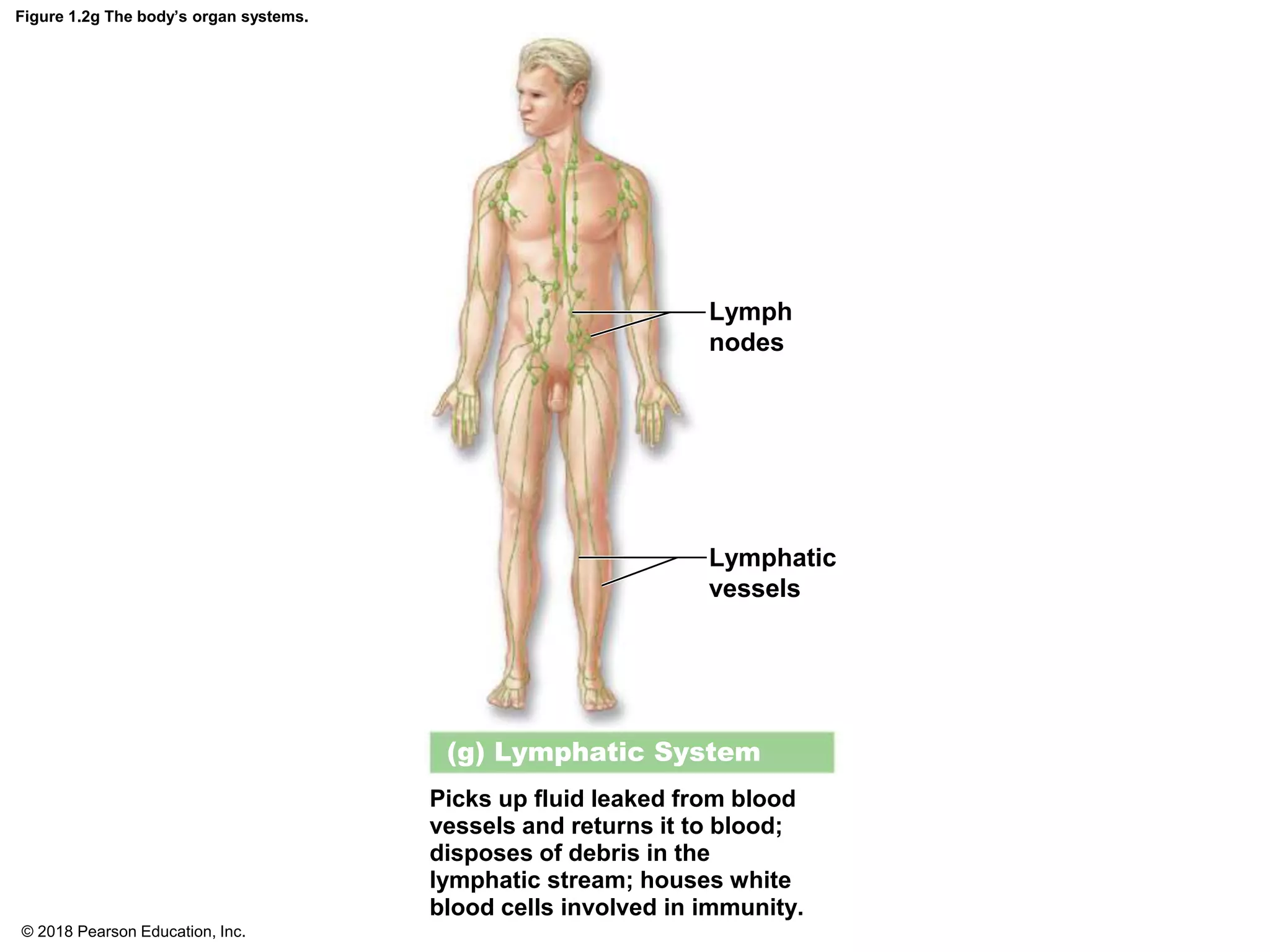 Figure 1.2g The body’s organ systems.
Lymph
nodes
Lymphatic
vessels
Picks up fluid leaked from blood
vessels and returns it to blood;
disposes of debris in the
lymphatic stream; houses white
blood cells involved in immunity.
(g) Lymphatic System
© 2018 Pearson Education, Inc.
 