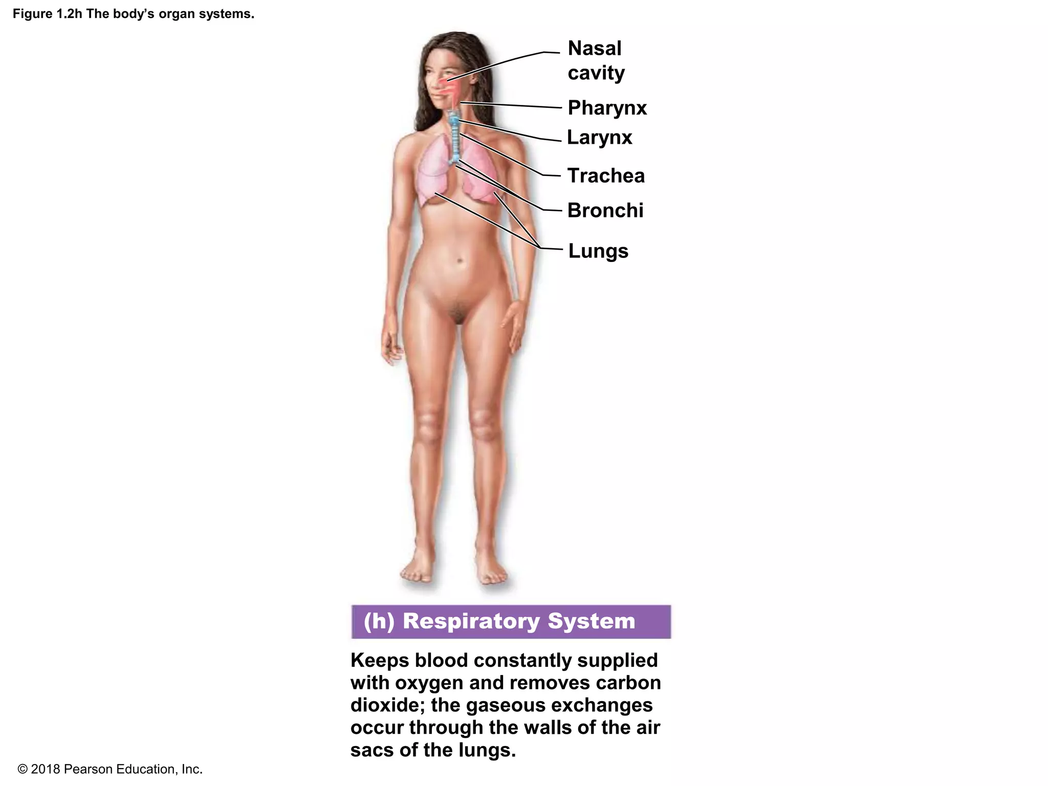 Figure 1.2h The body’s organ systems.
Keeps blood constantly supplied
with oxygen and removes carbon
dioxide; the gaseous exchanges
occur through the walls of the air
sacs of the lungs.
Nasal
cavity
Pharynx
Larynx
Trachea
Bronchi
Lungs
(h) Respiratory System
© 2018 Pearson Education, Inc.
 