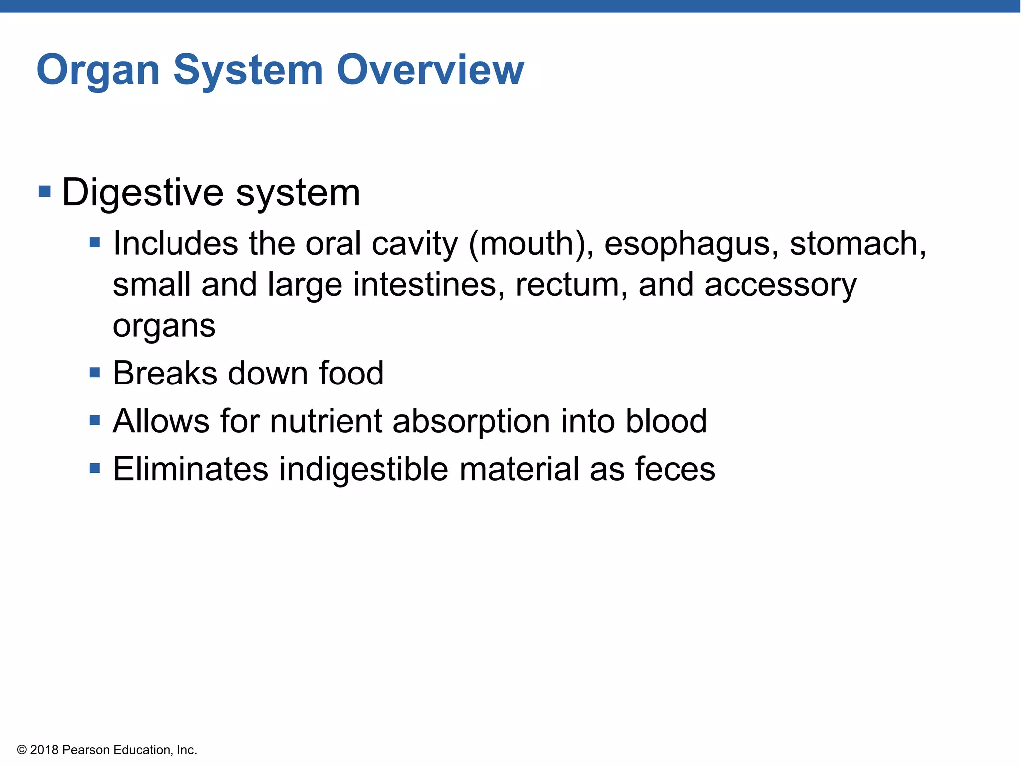 Organ System Overview
 Digestive system
 Includes the oral cavity (mouth), esophagus, stomach,
small and large intestines, rectum, and accessory
organs
 Breaks down food
 Allows for nutrient absorption into blood
 Eliminates indigestible material as feces
© 2018 Pearson Education, Inc.
 