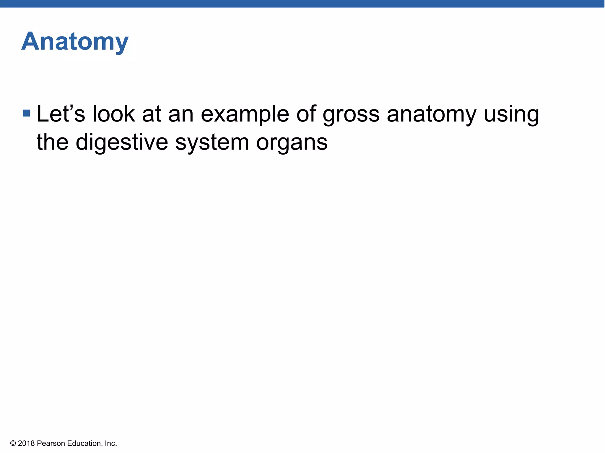 Anatomy
 Let’s look at an example of gross anatomy using
the digestive system organs
© 2018 Pearson Education, Inc.
 