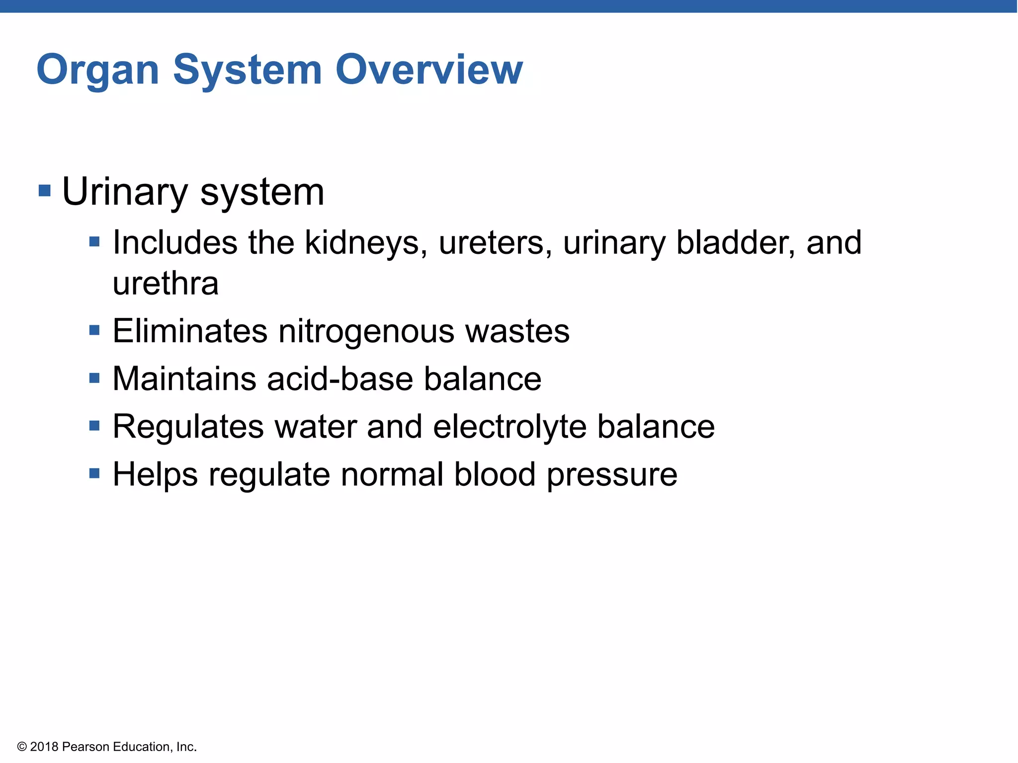 Organ System Overview
 Urinary system
 Includes the kidneys, ureters, urinary bladder, and
urethra
 Eliminates nitrogenous wastes
 Maintains acid-base balance
 Regulates water and electrolyte balance
 Helps regulate normal blood pressure
© 2018 Pearson Education, Inc.
 