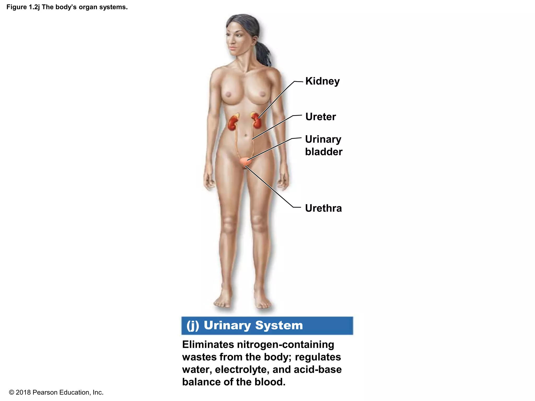 Figure 1.2j The body’s organ systems.
Kidney
Ureter
Urinary
bladder
Urethra
Eliminates nitrogen-containing
wastes from the body; regulates
water, electrolyte, and acid-base
balance of the blood.
(j) Urinary System
© 2018 Pearson Education, Inc.
 