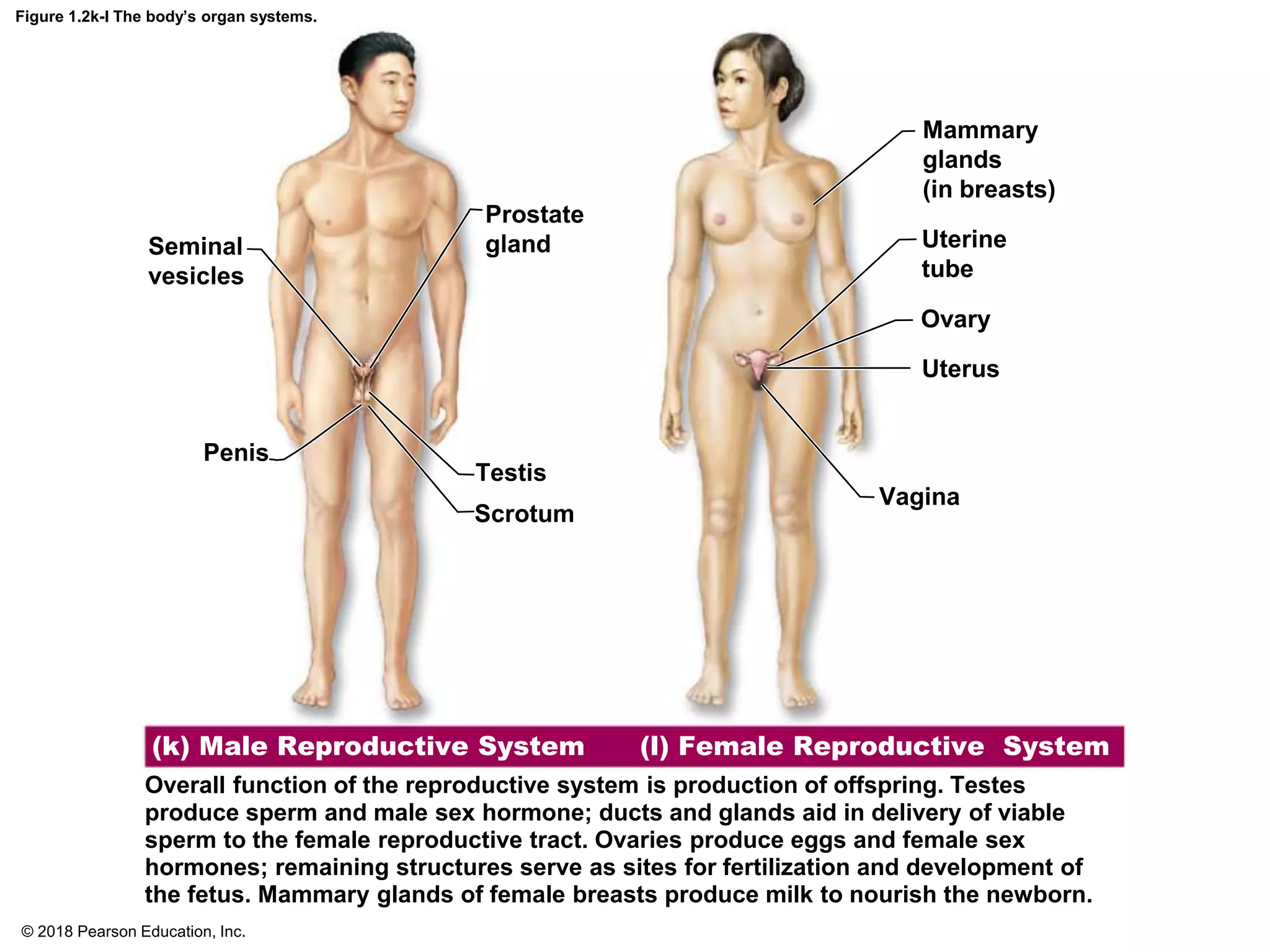 Figure 1.2k-l The body’s organ systems.
(k) Male Reproductive System
Overall function of the reproductive system is production of offspring. Testes
produce sperm and male sex hormone; ducts and glands aid in delivery of viable
sperm to the female reproductive tract. Ovaries produce eggs and female sex
hormones; remaining structures serve as sites for fertilization and development of
the fetus. Mammary glands of female breasts produce milk to nourish the newborn.
Seminal
vesicles
Prostate
gland
Penis
Testis
Scrotum
Mammary
glands
(in breasts)
Uterine
tube
Ovary
Uterus
Vagina
(l) Female Reproductive System
© 2018 Pearson Education, Inc.
 